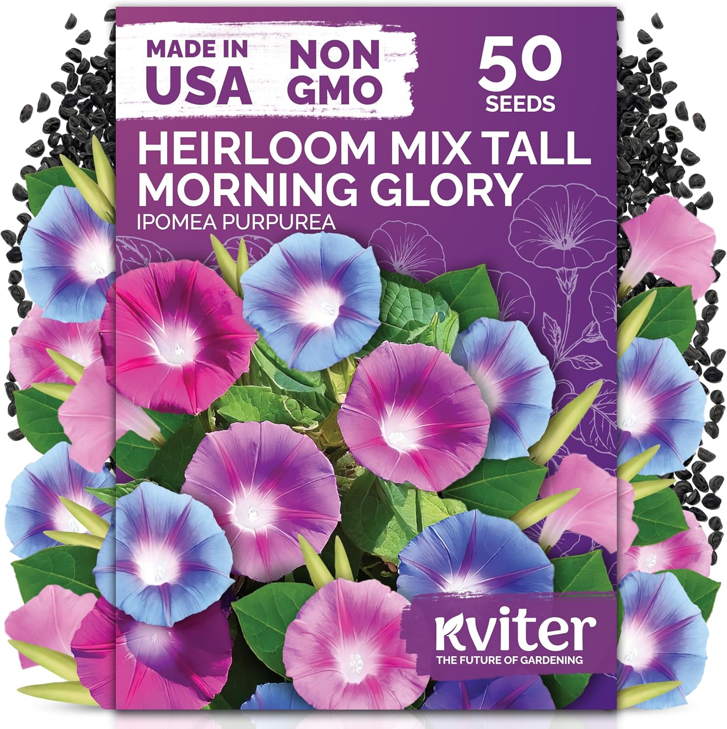KVITER 750 Dandelion Seeds for Planting (Taraxacum officinale)– Dandelion Greens Flower Seed Starting – Edible Plants, Herb Grower, Medicinal Herbs Seeds Outdoor  Indoor Herb Garden, Containers(Mix Morning Glory)