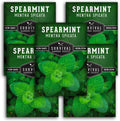 Spearmint Seeds for Planting – Non-GMO Heirloom Mint for Indoor or Outdoor Herb Gardens, Fresh Spearmint for Tea  Cooking (Mentha spicata) - Survival Garden Seeds (1 Pack)(5)