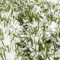 No-Till Winter Rye Seeds - 5 Lbs - Non-GMO Rye Grain Cover Crop Seeds by Mountain Valley Seed Company.(1 Lb)