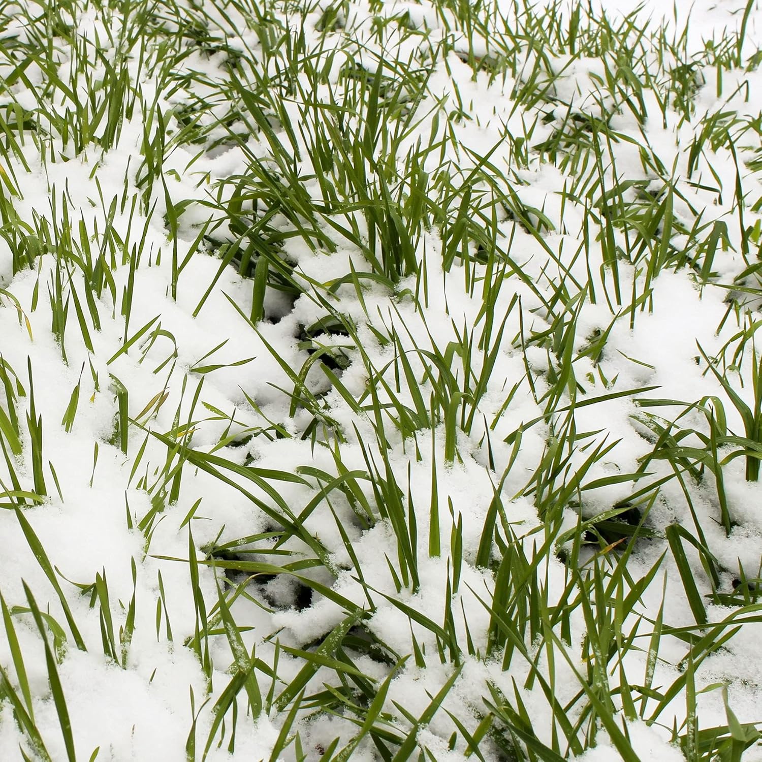 No-Till Winter Rye Seeds - 5 Lbs - Non-GMO Rye Grain Cover Crop Seeds by Mountain Valley Seed Company.(1 Lb)