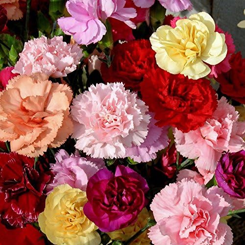 3000 Mixed Carnation Seeds – HOA Cẩm Chướng – Dianthus Caryophyllus – 99% Germination Rate – Beautiful for Yard  Garden Landscaping