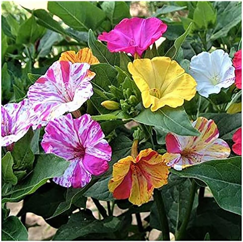 80 Broken Colors Four O'Clock Seeds - Tender Perennial That Reseeds Easily