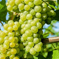 Himrod Seedless Bare Root Grape Vine - Honey-Sweet Green Table Grape! 1-Year Old Plant with Free Vine Support Included from Hand Picked Nursery (1)(2)