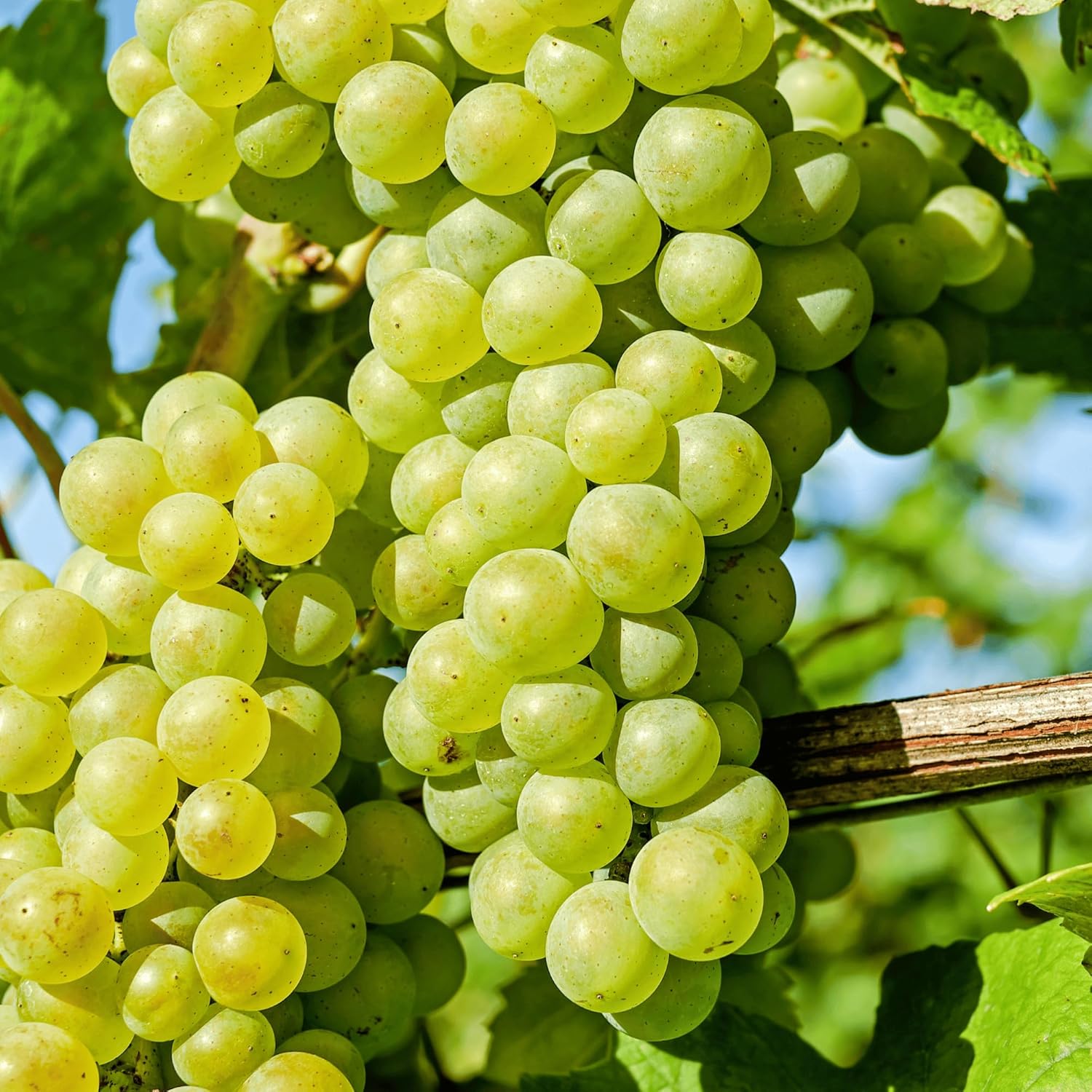 Himrod Seedless Bare Root Grape Vine - Honey-Sweet Green Table Grape! 1-Year Old Plant with Free Vine Support Included from Hand Picked Nursery (1)(2)