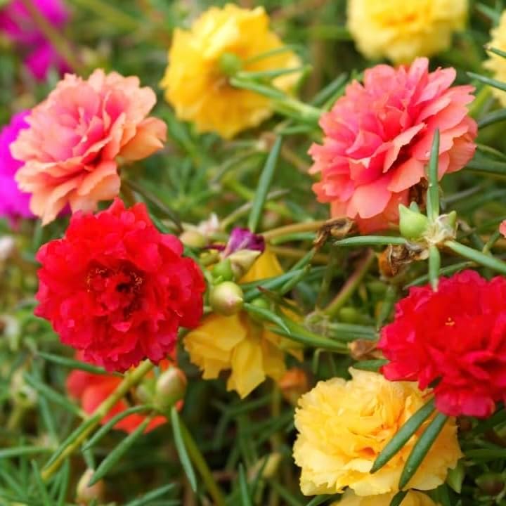 10,000+ Moss Rose Seeds – Heirloom Portulaca Seeds – Easy to Grow, Fast-Growing Annual Flower – Mixed Colors – Drought Tolerant, Non-GMO Ground Cover for Garden Landscaping