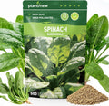 PLANTMEW 3000 Peppermint Seeds for Planting Indoors  Outdoors - Premium Non-GMO Heirloom Peppermint Plant Seeds, High Germination Herb Seeds for Home Garden(Bloomsdale Spinach)