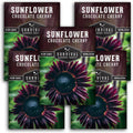 Chocolate Cherry Sunflower Seeds for Planting | Rare Burgundy Black Blooms, 6-7ft Giant Non-GMO Heirloom Flower - Survival Garden Seeds (1 Pack)(5)