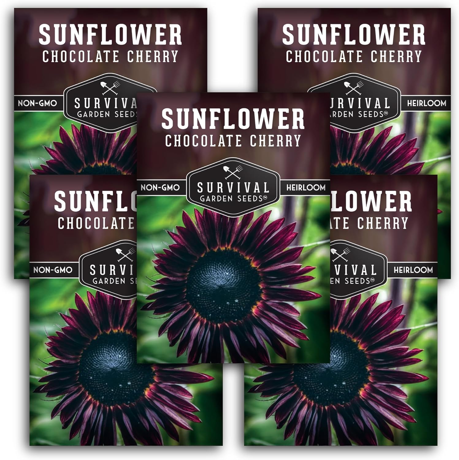 Chocolate Cherry Sunflower Seeds for Planting | Rare Burgundy Black Blooms, 6-7ft Giant Non-GMO Heirloom Flower - Survival Garden Seeds (1 Pack)(5)