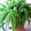 Palm Beach Medicinal Herbs - Foxtail Fern (Asparagus Meyerii) - Packet of 10 Seeds