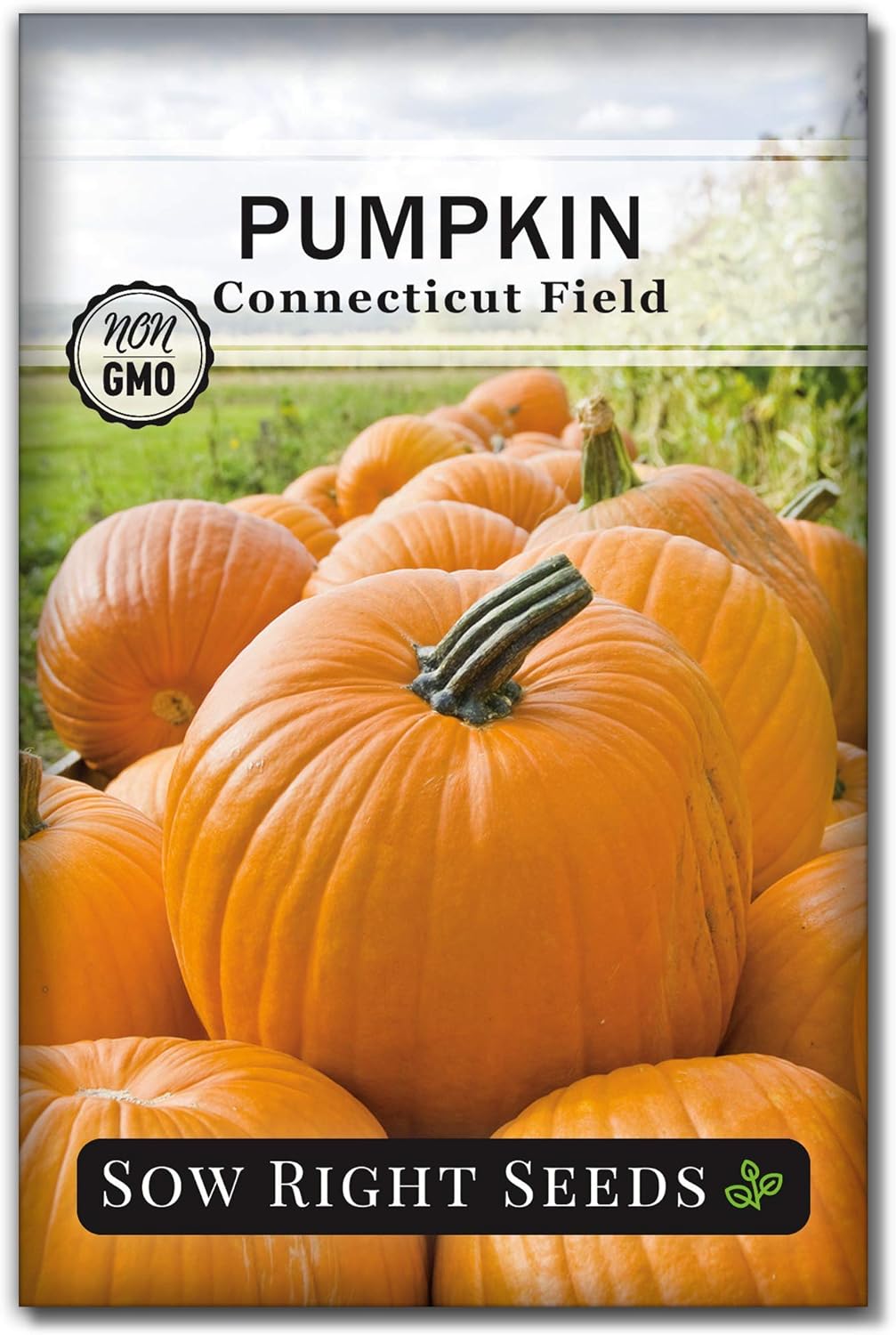 Sow Right Seeds - Connecticut Field Pumpkin Seeds for Planting - Non-GMO Heirloom Packet with Instructions to Plant a Home Vegetable Garden - Giant Classic Orange Variety for Jack o Lanterns (1)
