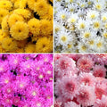 CarpetC 1000+ Chrysanthemum Seeds for Planting, Perennial Hardy Mum, Fall-Blooming Wildflower for Garden Beds and Containers, Non-GMO Heirloom