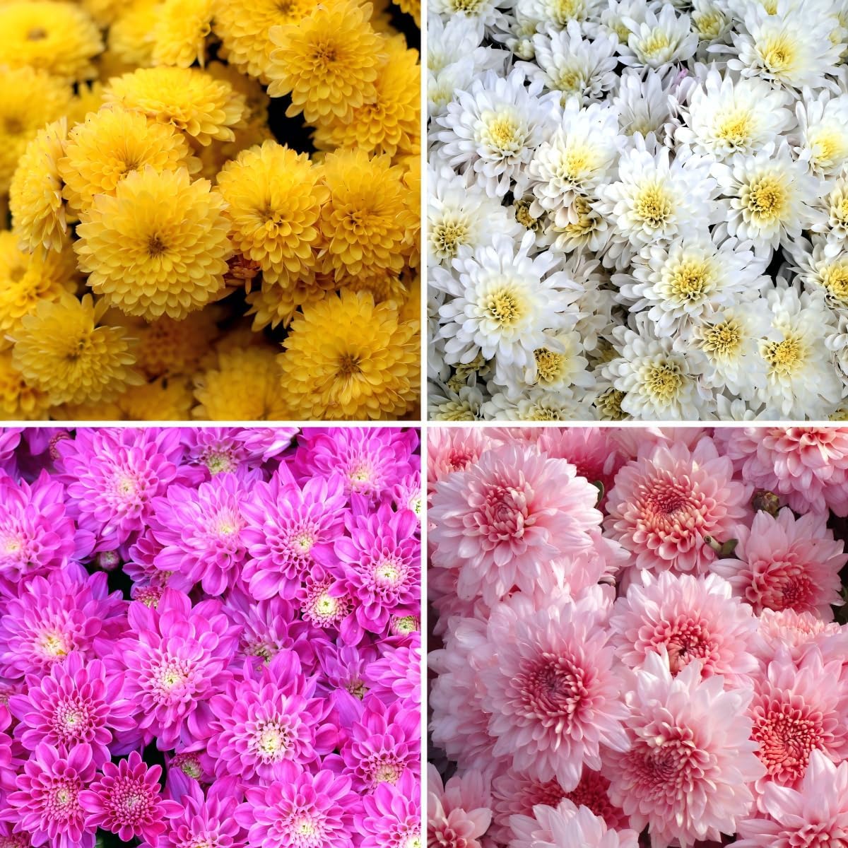 CarpetC 1000+ Chrysanthemum Seeds for Planting, Perennial Hardy Mum, Fall-Blooming Wildflower for Garden Beds and Containers, Non-GMO Heirloom