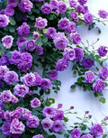 100PCS Purple Climbing Rose Seeds Rare Non-GMO Heirloom Seeds