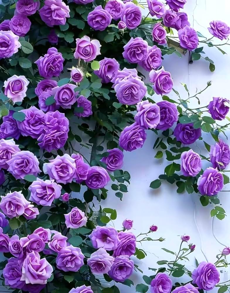 100PCS Purple Climbing Rose Seeds Rare Non-GMO Heirloom Seeds