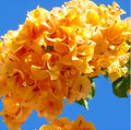 200 Bright Yellow Bougainvillea Seeds Perennial Ornamental Low Maintenance Fast-Growing Drought Tolerant New Fresh