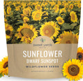 Dwarf Sunspot Sunflower - Large 1 Ounce Packet - 500 Flower Seeds for Planting - Helianthus annuus(1 Ounce Pouch (500 Seeds))
