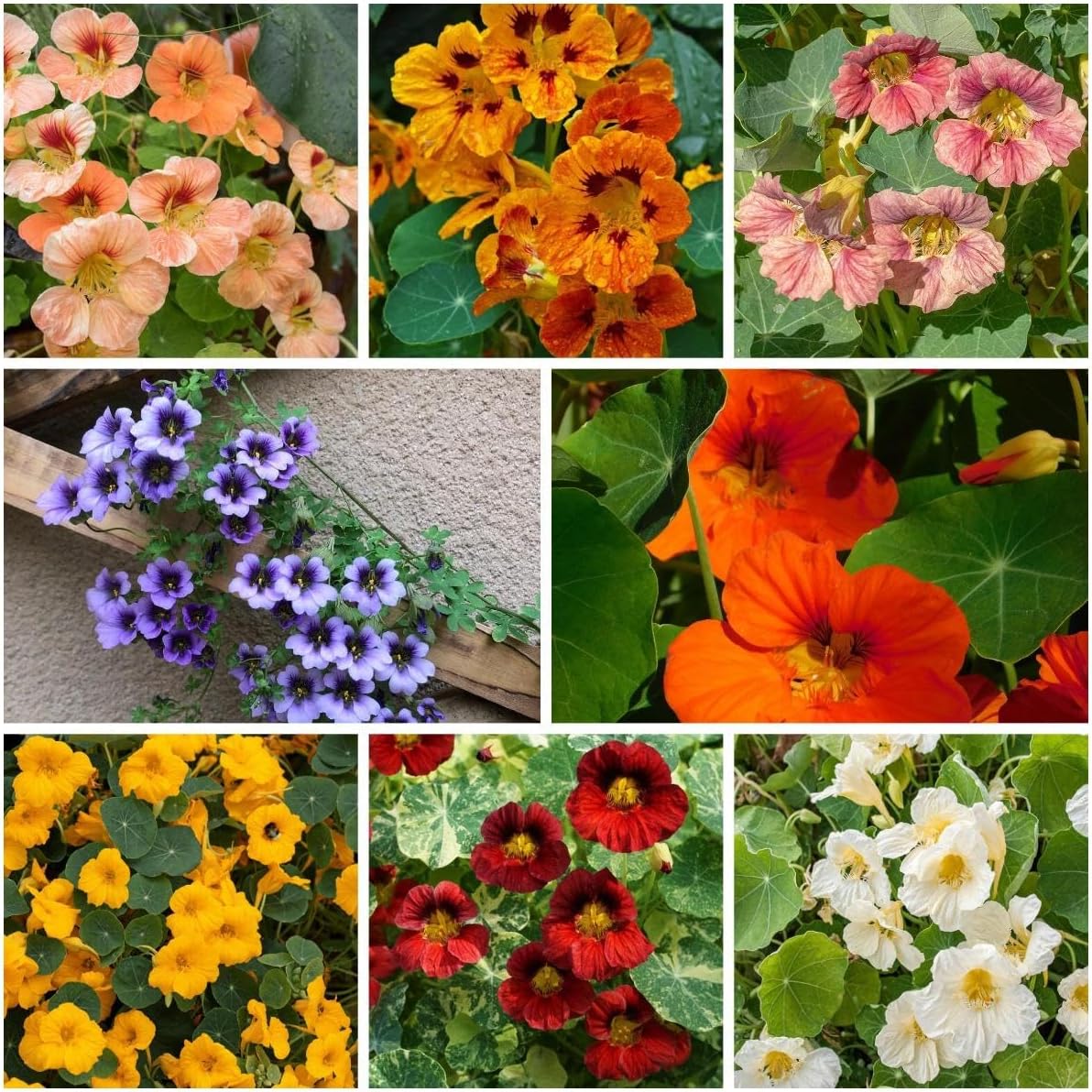 300 Mixed Nasturtium Seeds for Planting - Heirloom Non-GMO Edible Flower Seeds - Colorful Jewel Mix for Garden Beds, Containers, and Hanging Baskets
