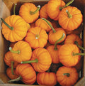 4 Jack Be Little Pumpkin Seeds - Heirloom