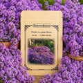 Purple Creeping Thyme Seeds 7000+ Seeds, Thyme Seeds for Planting, Creeping Thyme Seeds Ground Cover, Perennial Ground Cover Seeds, Drought Tolerant Creeping Thyme for Garden Lawn Walkway Rock Garden