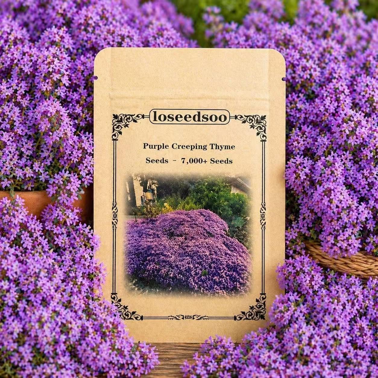 Purple Creeping Thyme Seeds 7000+ Seeds, Thyme Seeds for Planting, Creeping Thyme Seeds Ground Cover, Perennial Ground Cover Seeds, Drought Tolerant Creeping Thyme for Garden Lawn Walkway Rock Garden
