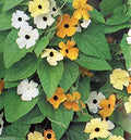 Thunbergia Seed (Black Eyed Susan Vine) Mix of Orange,Yellow and White Flowers !(30 Seeds)(30 Seeds)