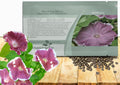 Outsidepride Chocolate Morning Glory Seeds - 50 Pcs. Annual, Climbing  Vining Flower Seeds for Planting Chocolate Blooms, Ideal for Gardens, Trellises  Vertical Landscapes(50 Seeds)