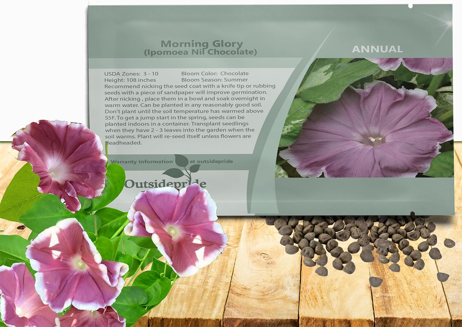 Outsidepride Chocolate Morning Glory Seeds - 50 Pcs. Annual, Climbing  Vining Flower Seeds for Planting Chocolate Blooms, Ideal for Gardens, Trellises  Vertical Landscapes(50 Seeds)