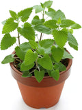 3000 Catnip Seeds for Planting – Heirloom, Non-GMO, USA Grown, Premium Waterproof Protective Packaging by RDR Seeds