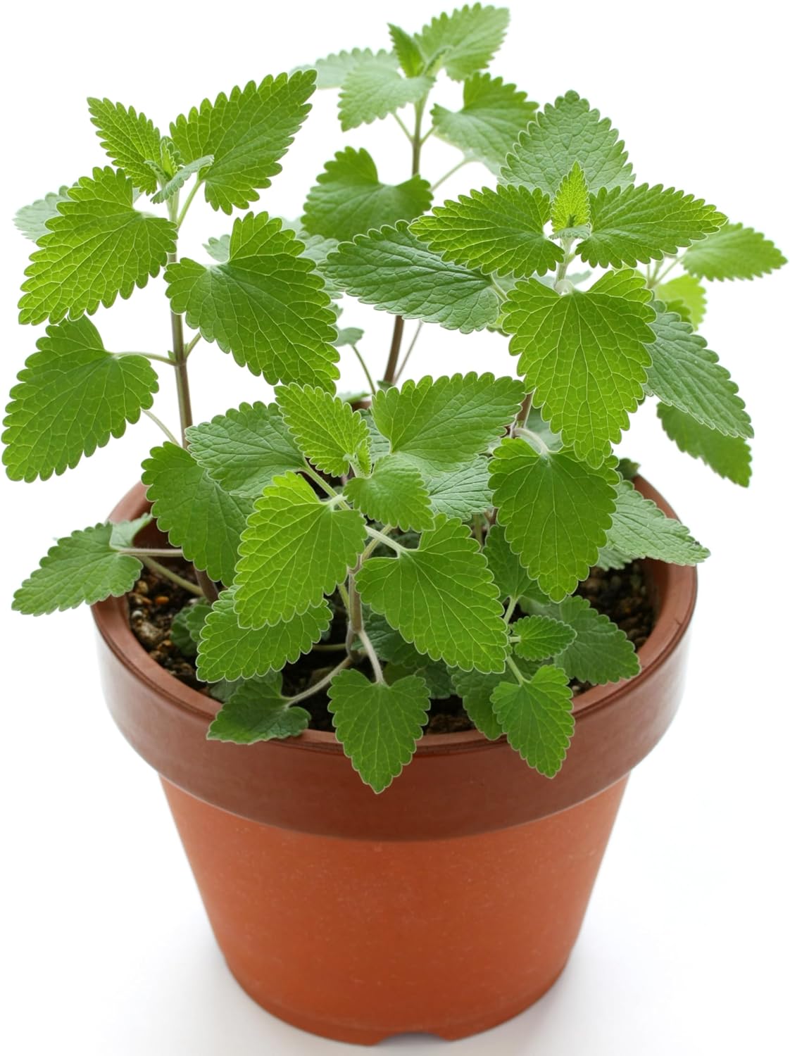 3000 Catnip Seeds for Planting – Heirloom, Non-GMO, USA Grown, Premium Waterproof Protective Packaging by RDR Seeds