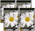 Sow Right Seeds - Shasta Daisy Seeds for Planting - Perennial Shasta Alaska Daisies - Non-GMO Heirloom Variety - Ideal for Outdoor Gardens - Easy to Grow - Drought Tolerant - Attracts Pollinators (1)(4)