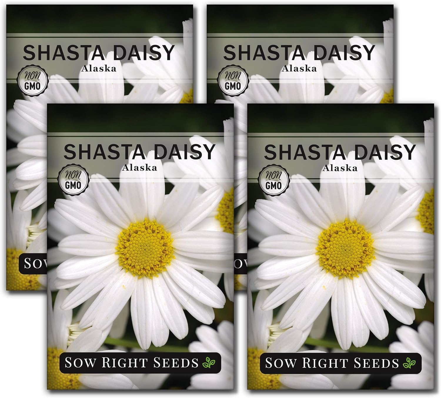 Sow Right Seeds - Shasta Daisy Seeds for Planting - Perennial Shasta Alaska Daisies - Non-GMO Heirloom Variety - Ideal for Outdoor Gardens - Easy to Grow - Drought Tolerant - Attracts Pollinators (1)(4)
