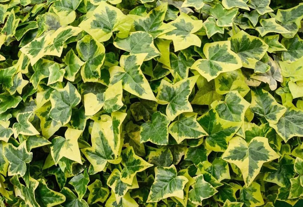 50PCS English Ivy Seeds for Planting Easy to Grow Ivy Vine Seeds