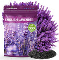 PLANTMEW Lavender Seeds for Planting, English Lavender Seeds Indoor  Outdoor, 7000+ Heirloom Seeds, High Germination, Easy to Grow, Fragrant Flowers, Culinary  Crafts (0.7 oz)