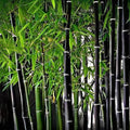 300+ PCS Purple Black Bamboo Seeds for Planting Exotic Bamboo Seed Fast Growing Giant Bamboos Privacy Screen