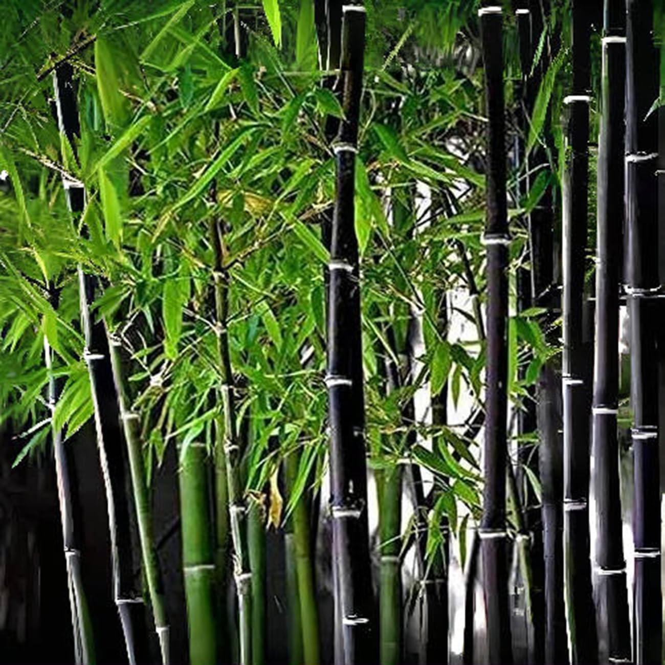 300+ PCS Purple Black Bamboo Seeds for Planting Exotic Bamboo Seed Fast Growing Giant Bamboos Privacy Screen