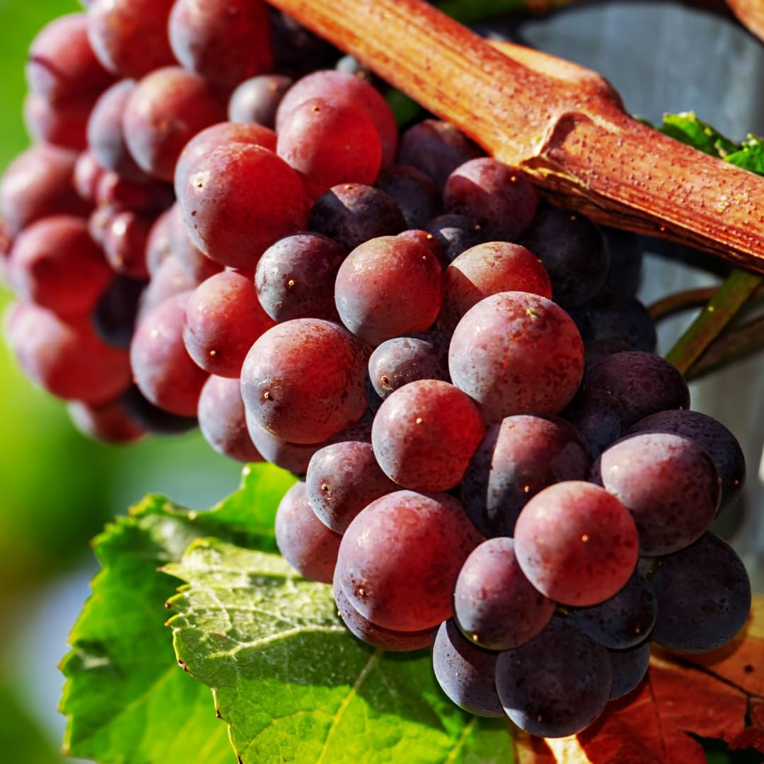 Red Seedless Grape Vines Trees Live Plants, Well-Rooted 1 to 2 Years Old Trim 5-9 in Tall, Grapes Plant Live for Outdoor Planting, Zones 3-9