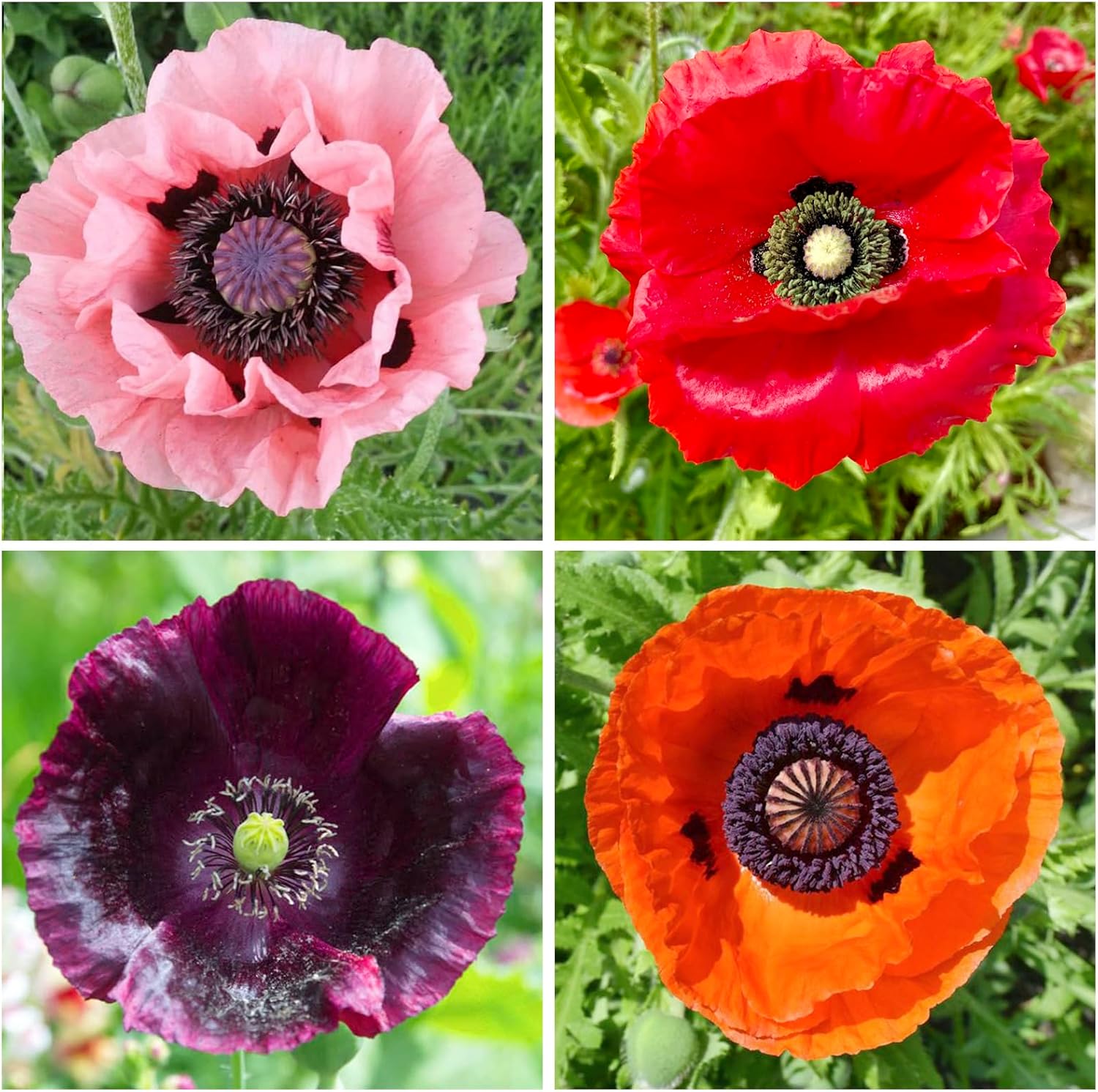 5000+ Mixed Poppy Flower Seeds for Outdoor Planting - Vibrant Flowers for Home Garden,Colorful Wildflowers,Heirloom  Open Pollinated