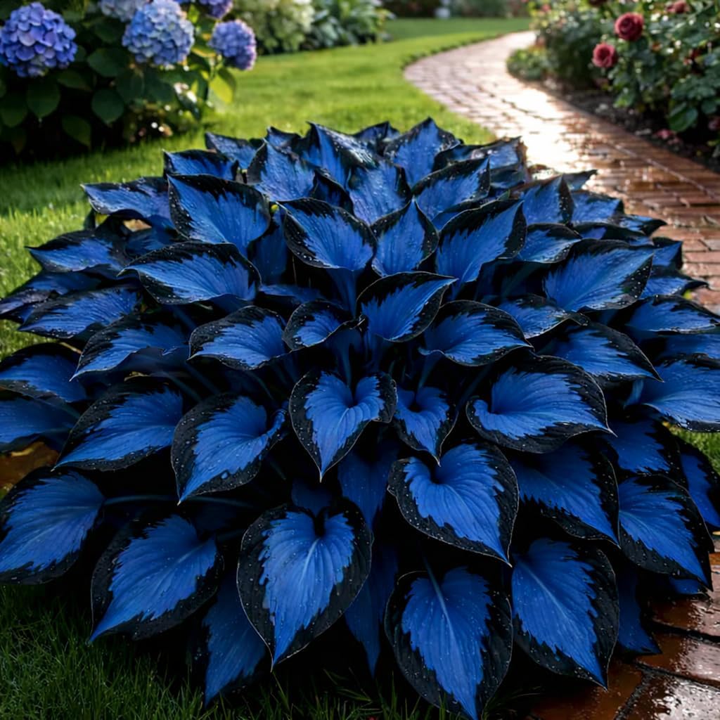 210+ Hosta Seeds - Rare Perennial Flower Seeds for Shade Gardens, Long Blooming Plants for Ground Cover  Containers, Ideal for Shaded Pathways and Borders