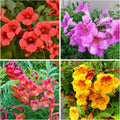 30+ Trumpet Vine Seeds for Planting - Non GMO Exotic Hummingbird Trumpet Vine Seeds