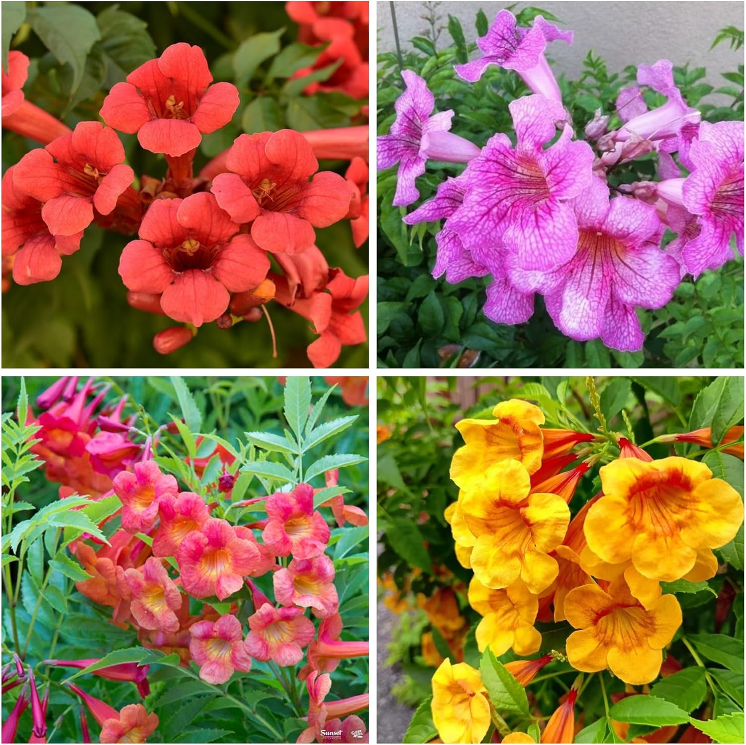 30+ Trumpet Vine Seeds for Planting - Non GMO Exotic Hummingbird Trumpet Vine Seeds