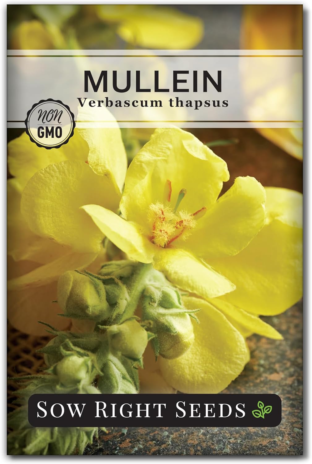 Sow Right Seeds - Mullein Seeds for Planting - Non-GMO Heirloom Variety - Ideal for Gardens, Landscaping, Medicinal Herbs - Easy to Grow - Indoor or Outdoor Growing - Herb Garden (1)