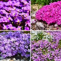 CarpetC 1000+ Creeping Phlox Seeds for Planting, Ground Cover Purple Flowers Star-Shaped Blooms, Phlox subulata Non-GMO Heirloom for Garden Borders Home Containers
