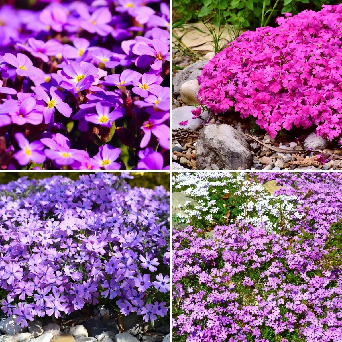 CarpetC 1000+ Creeping Phlox Seeds for Planting, Ground Cover Purple Flowers Star-Shaped Blooms, Phlox subulata Non-GMO Heirloom for Garden Borders Home Containers