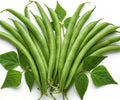 50 Green Bean Seeds for Planting - Provider - Bush Bean - Heirloom | Non-GMO | USA Grown