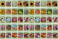 50 Slightly Assorted Flower Seeds! – Great for Bees, Birds, and Butterflies! – Includes 10+ Varieties of USA Grown  Non-GMO Seeds! – May Include Forget-Me-Nots, Marigolds, Wildflowers, and More