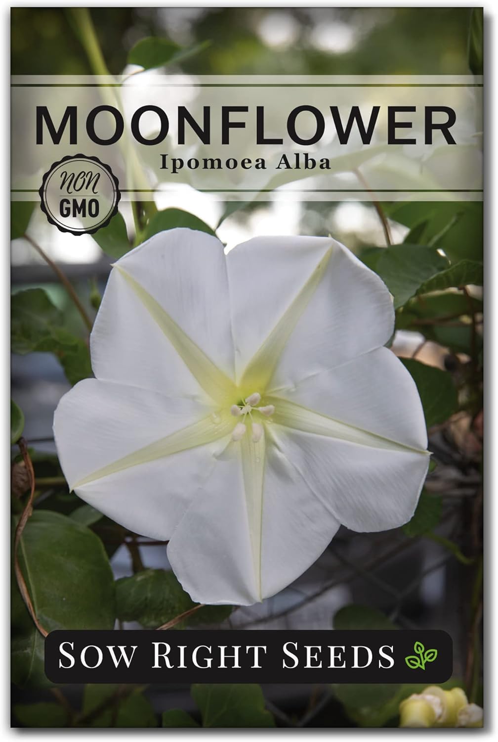 Sow Right Seeds - Moonflower Seeds for Planting - Ipomoea alba - Vining Plant - Non-GMO Heirloom - Fast Growing Fragrant Moon Flowers - Easy to Grow Annual Ideal for Gardens, Patios, Fences (1)