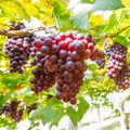 50+ Seed Grape Vine Fruit Seeds for Planting Outdoor-Plant  Grow Heirloom Grape Vine Non-GMO in Your Home Garden