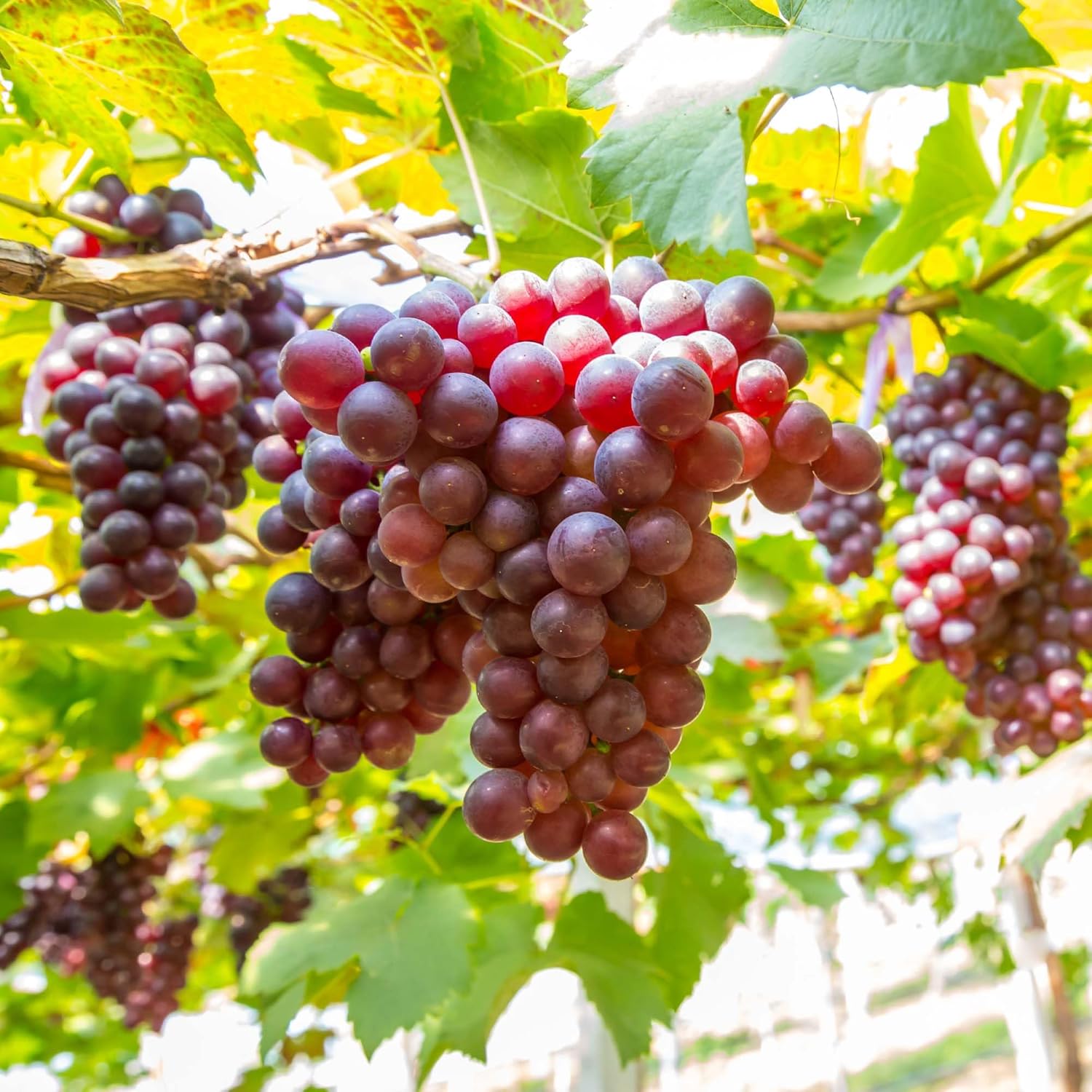 50+ Seed Grape Vine Fruit Seeds for Planting Outdoor-Plant  Grow Heirloom Grape Vine Non-GMO in Your Home Garden