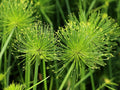 20 Cyperus Papyrus Paper Reed Water Plant Egyptian Nile Grass Yellow Flower Seeds