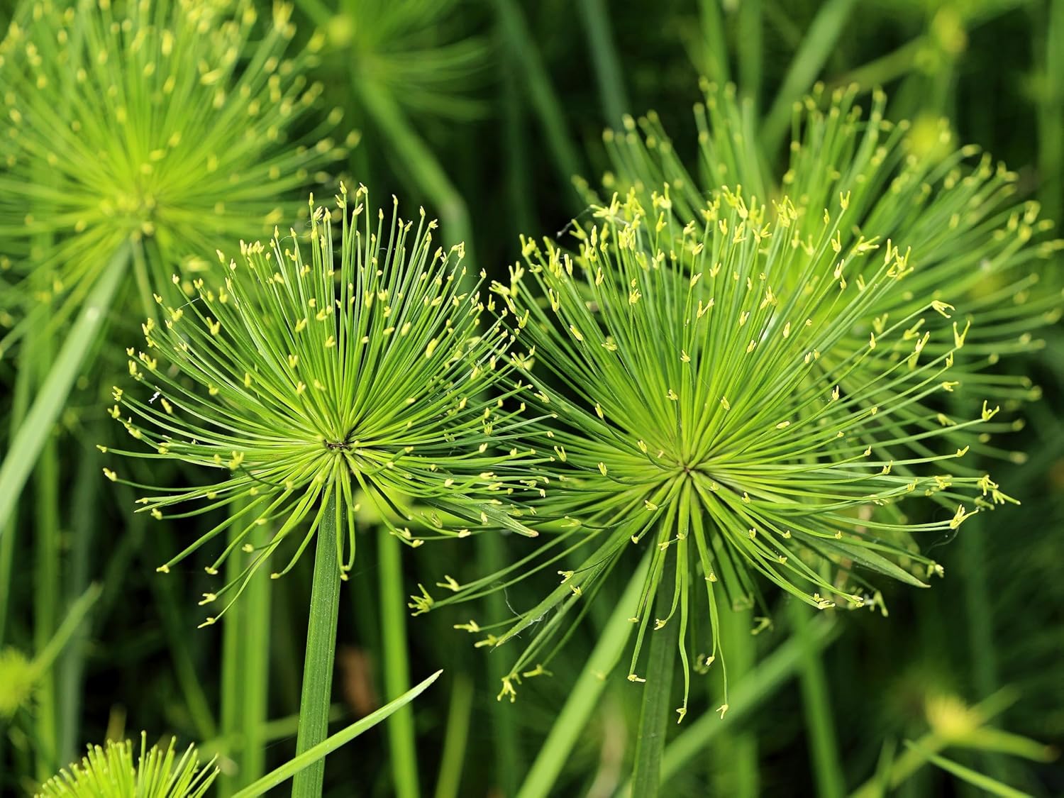 20 Cyperus Papyrus Paper Reed Water Plant Egyptian Nile Grass Yellow Flower Seeds